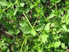 Dicliptera