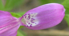 Dicliptera