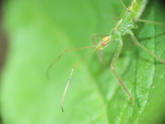 Zelus luridus