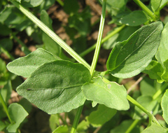 Dicliptera
