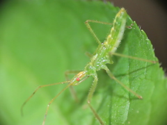Zelus luridus