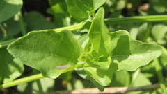 Dicliptera