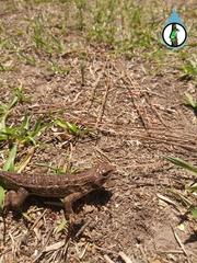 Sceloporus albiventris