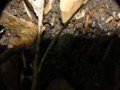 Armadillidium vulgare