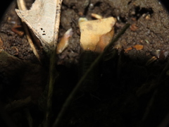 Armadillidium vulgare