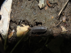 Armadillidium vulgare