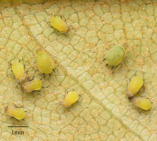 Spiraea Aphid photo 4