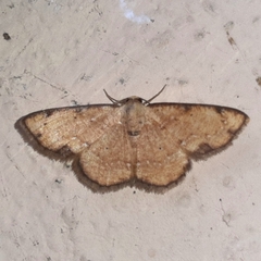 Haemalea punctilinea