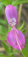 Dicliptera