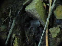 Armadillidium vulgare