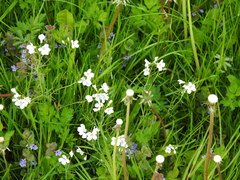 Cardamine dentata