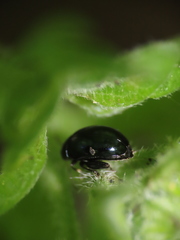 Chrysomelidae