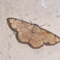 Haemalea punctilinea