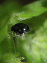 Chrysomelidae