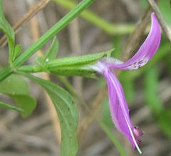 Dicliptera