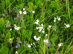 Cardamine dentata