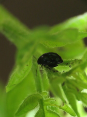 Chrysomelidae