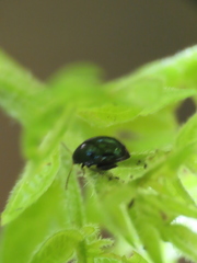 Chrysomelidae