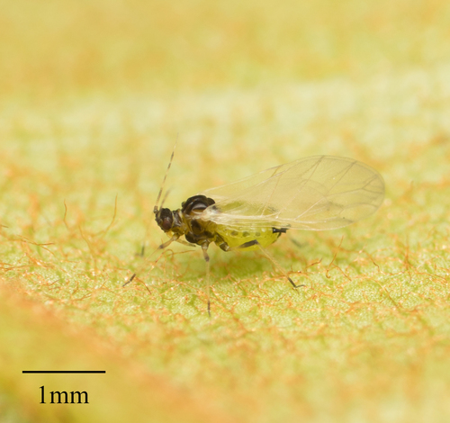 Spiraea Aphid photo 2