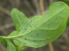 Dicliptera