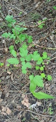 Actaea spicata