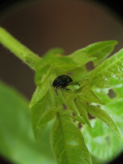 Chrysomelidae