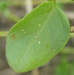 Dicliptera