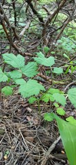 Actaea spicata
