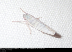 Cofana spectra