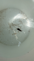 Phyllopalpus pulchellus