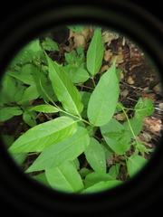 Chrysomelidae