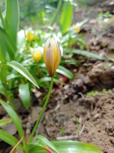 Tulipa urumiensis