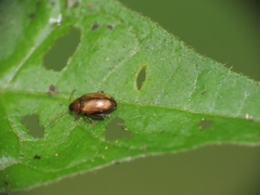 Chrysomelidae