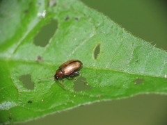Chrysomelidae