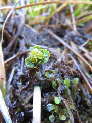 Chrysosplenium tetrandrum