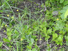 Ranunculus cassubicus