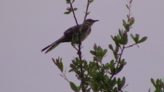 Mimus polyglottos