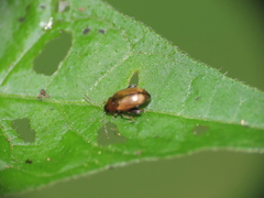 Chrysomelidae