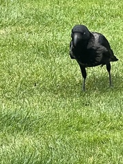 Corvus cornix × corone