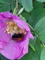Bombus hypnorum
