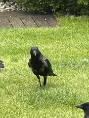 Corvus cornix × corone