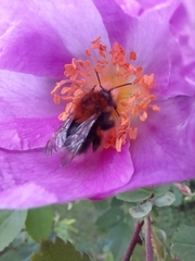 Bombus hypnorum
