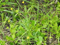 Ranunculus cassubicus