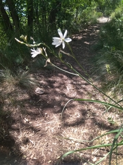 Anthericum liliago