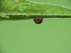 Chrysomelidae