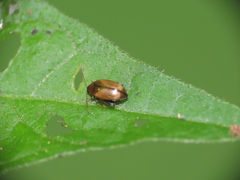 Chrysomelidae