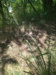 Anthericum liliago