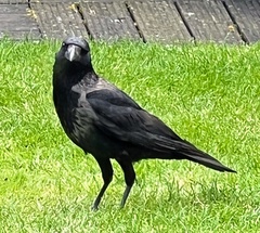 Corvus cornix × corone