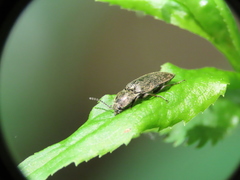 Hadromorphus inflatus