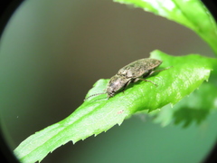 Hadromorphus inflatus